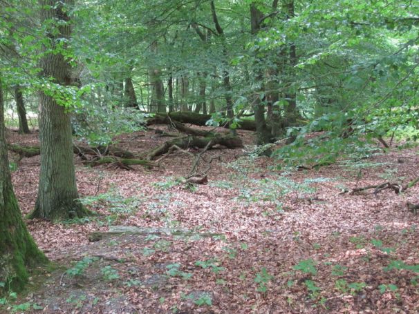 Eichen- Buchenwald